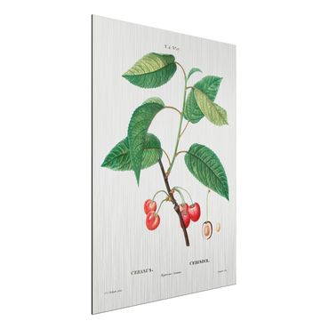 Aluminium Print gebürstet - Botanik Vintage Illustration Rote Kirschen - Hochformat 4:3