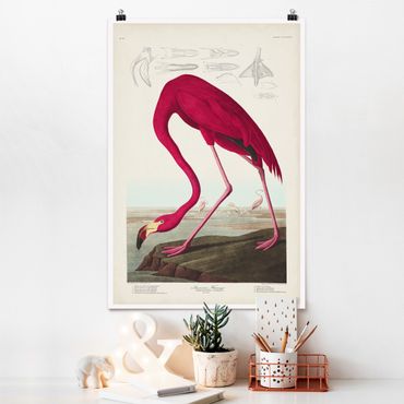 Poster - Vintage Lehrtafel Amerikanischer Flamingo - Hochformat 3:2