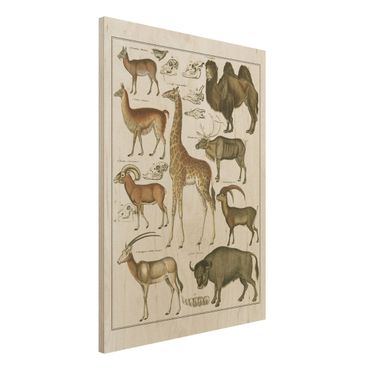 Holzbild - Vintage Lehrtafel Giraffe, Kamel und Lama - Hochformat 4:3