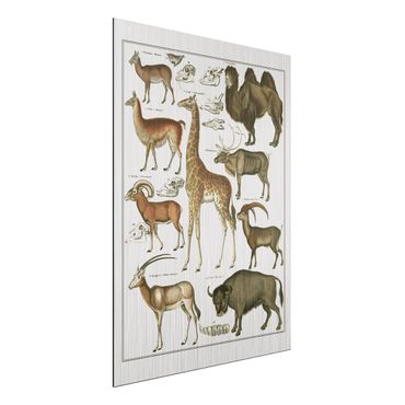 Aluminium Print gebürstet - Vintage Lehrtafel Giraffe, Kamel und Lama - Hochformat 4:3