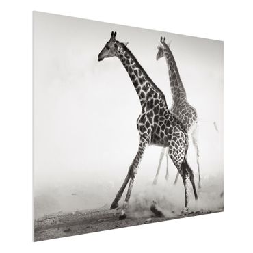 Forexbild - Giraffenjagd