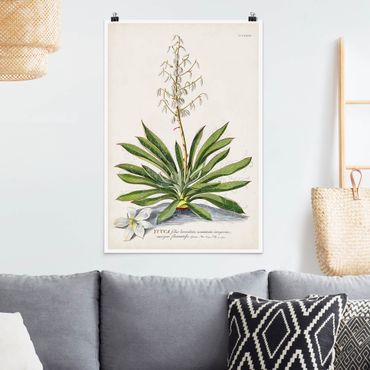 Poster - Vintage Botanik Illustration Yucca - Hochformat 3:2