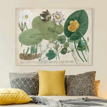 Leinwandbild - Vintage Illustration Weiße Wasserlilie - Querformat 3:4
