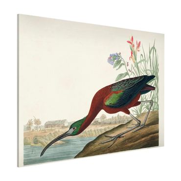 Magnettafel - Vintage Lehrtafel Brauner Ibis - Memoboard Querformat 3:4