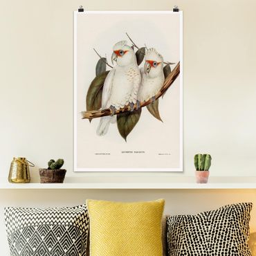 Poster - Vintage Illustration Weißer Kakadu - Hochformat 3:2