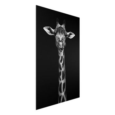 Forex Fine Art Print - Dunkles Giraffen Portrait - Hochformat 3:2