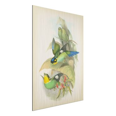 Aluminium Print gebürstet - Vintage Illustration Tropische Vögel - Hochformat 4:3