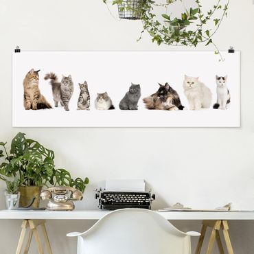 Poster - Katzenbande - Panorama Querformat