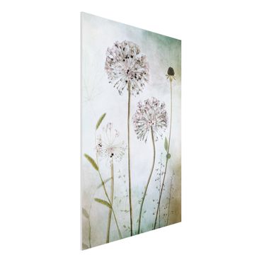 Forex Fine Art Print - Lauchblüten in Pastell - Hochformat 3:2