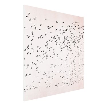 Forex Fine Art Print - Vogelschwarm im Sonnenuntergang - Quadrat 1:1
