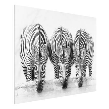 Forex Fine Art Print - Zebra Trio schwarz-weiß - Querformat 3:4