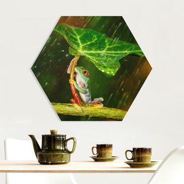 Hexagon Bild Forex - Ein Frosch im Regen