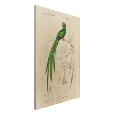 Holzbild - Vintage Lehrtafel Tropischer Vogel I - Hochformat 3:2
