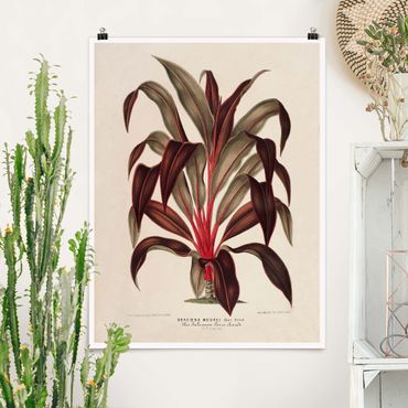 Poster - Botanik Vintage Illustration Drachenbaum - Hochformat 4:3