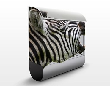 Briefkasten mit Zeitungsfach - Brüllendes Zebra - Briefkasten mit Tiermotiv