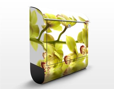 Briefkasten mit Zeitungsfach - Splendid Orchid Waters - Briefkasten Blumen