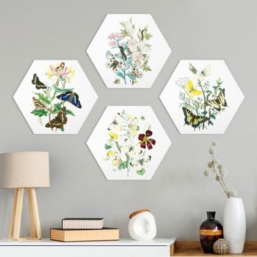 Hexagon Bild Alu-Dibond 4-teilig - Britische Schmetterlinge Set II