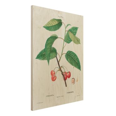 Holzbild - Botanik Vintage Illustration Rote Kirschen - Hochformat 4:3