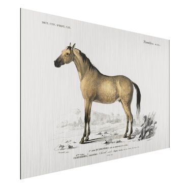 Aluminium Print gebürstet - Vintage Lehrtafel Pferd - Querformat 2:3
