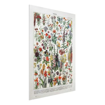 Forex Fine Art Print - Vintage Lehrtafel Blumen IV - Hochformat 4:3