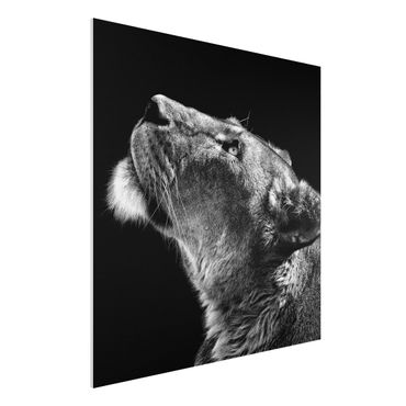 Forex Fine Art Print - Portrait einer Löwin - Quadrat 1:1