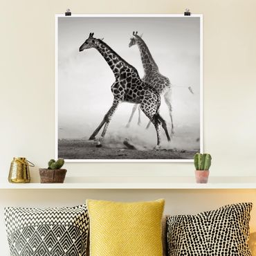 Poster - Giraffenjagd - Quadrat 1:1