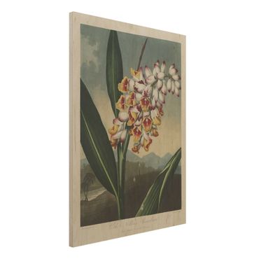 Holzbild - Botanik Vintage Illustration Ingwer mit Blüte - Hochformat 4:3