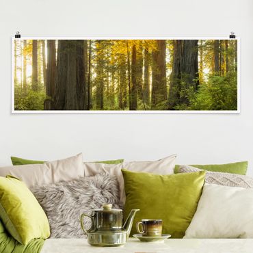Poster - Redwood National Park - Panorama Querformat