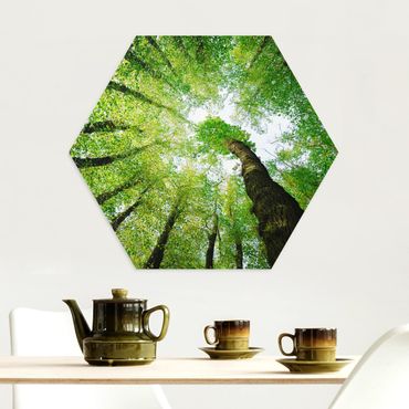 Hexagon Bild Alu-Dibond - Bäume des Lebens