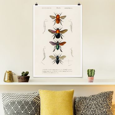 Poster - Vintage Lehrtafel Insekten - Hochformat 3:2