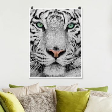 Poster - Weißer Tiger - Hochformat 3:4