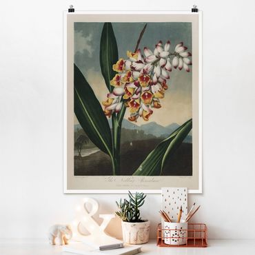Poster - Botanik Vintage Illustration Ingwer mit Blüte - Hochformat 4:3