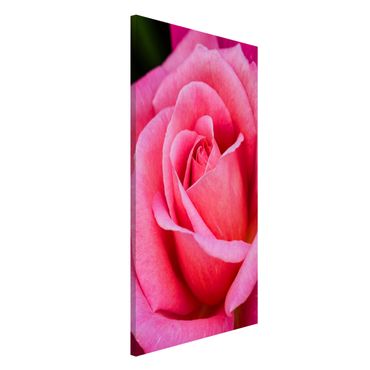 Magnettafel - Pinke Rosenblüte vor Grün - Memoboard Hochformat 4:3