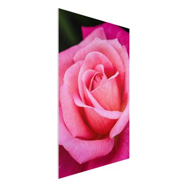 Forex Fine Art Print - Pinke Rosenblüte vor Grün - Hochformat 3:2