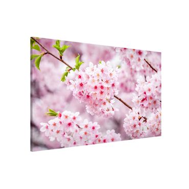 Magnettafel - Japanische Kirschblüten - Hochformat 3:2