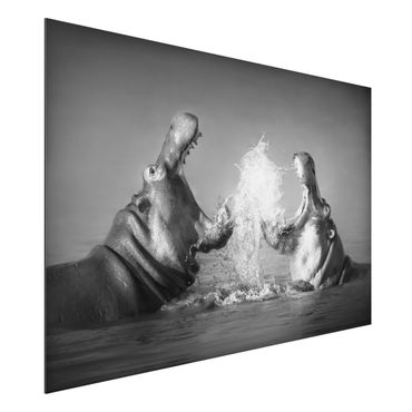 Alu-Dibond Bild - Hippo Fight