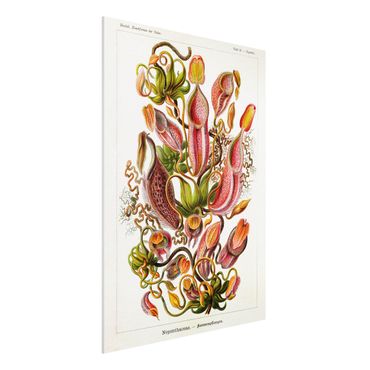 Forex Fine Art Print - Vintage Lehrtafel Pflanzenillustration Rot Grün - Hochformat 4:3