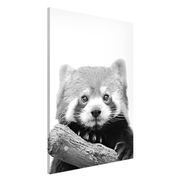 Magnettafel - Roter Panda in Schwarz-weiß - Hochformat 2:3