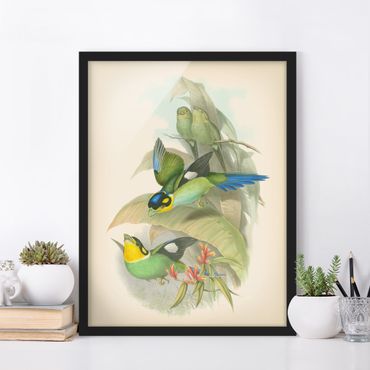 Bild mit Rahmen - Vintage Illustration Tropische Vögel - Hochformat 4:3