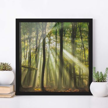 Bild mit Rahmen - Sonnentag im Wald - Quadrat 1:1