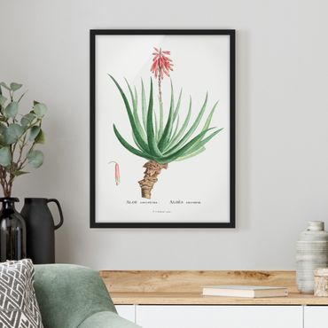 Bild mit Rahmen - Botanik Vintage Illustration Aloe Rosa Blüte - Hochformat 4:3