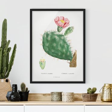 Bild mit Rahmen - Botanik Vintage Illustration Kaktus Rosa Blüte - Hochformat 4:3