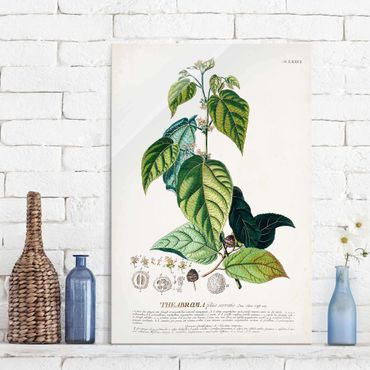 Glasbild - Vintage Botanik Illustration Kakao - Hochformat 3:2