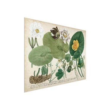 Glasbild - Vintage Illustration Weiße Wasserlilie - Querformat 3:4