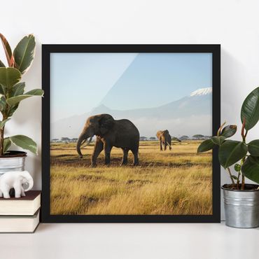 Bild mit Rahmen - Elefanten vor dem Kilimanjaro in Kenya - Quadrat 1:1