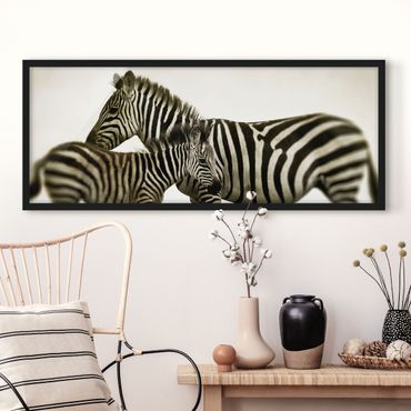Bild mit Rahmen - Zebrapaar - Panorama Querformat