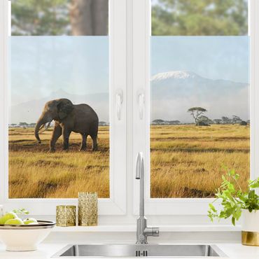 Fensterfolie - Sichtschutz Fenster Elefanten vor dem Kilimanjaro in Kenia - Fensterbilder