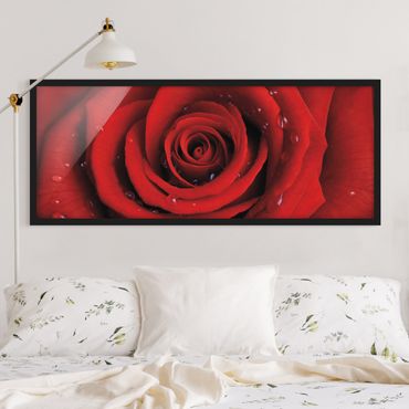 Bild mit Rahmen - Rote Rose mit Wassertropfen - Panorama Querformat