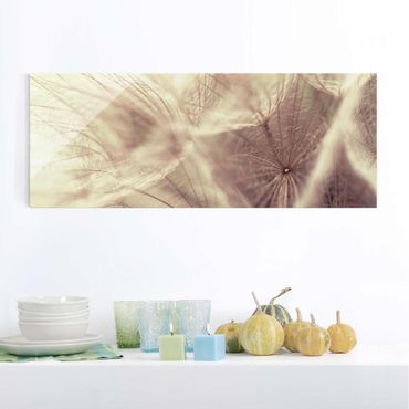 Glasbild - Detailreiche Pusteblumen Makroaufnahme mit Vintage Blur Effekt - Panorama Quer - Blumenbild Glas