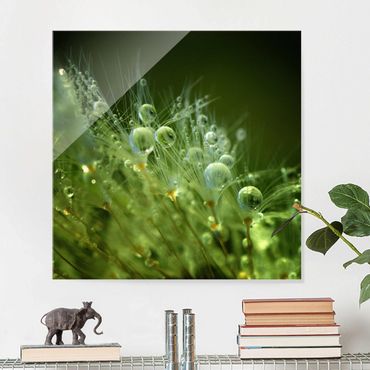 Glasbild - Grüne Samen im Regen - Quadrat 1:1
